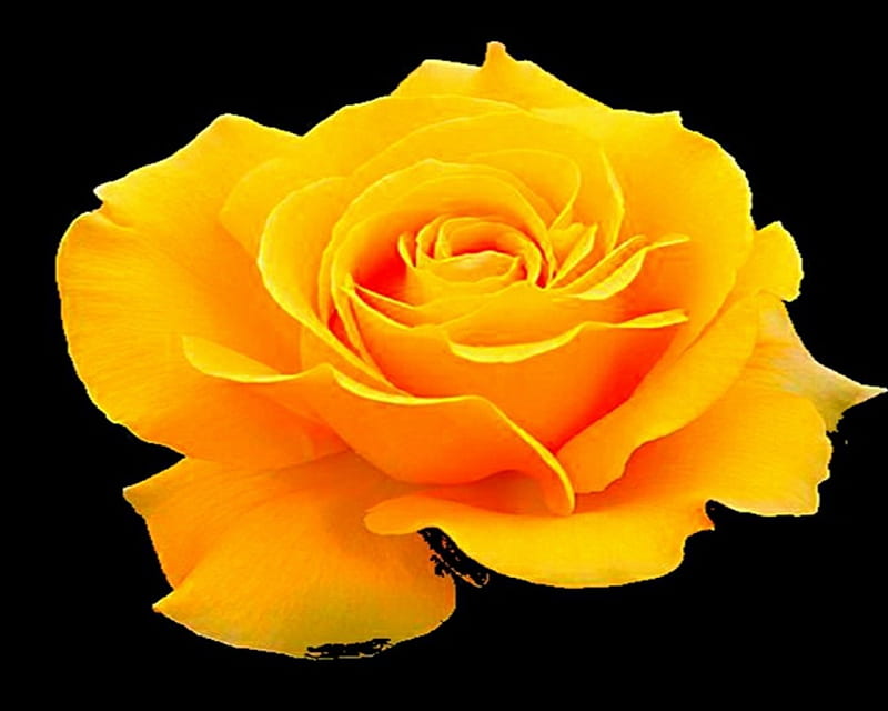 Yellow Rose, gizzzi, rose, flower, black, labrano, yellow, abstract, HD wallpaper