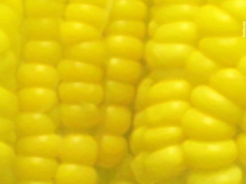 Sweet Honey Corn, corn, honey, golden, yellow, sweet, HD wallpaper