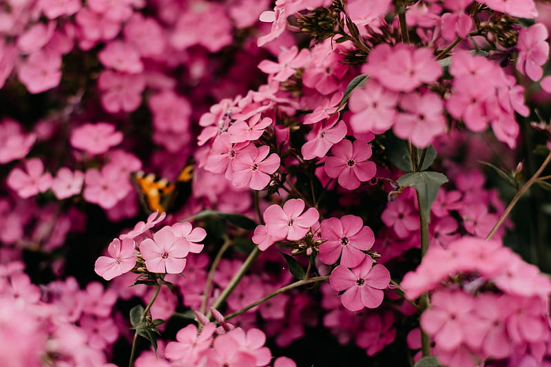 Selective Focus graphy of Pink Flowers, HD wallpaper
