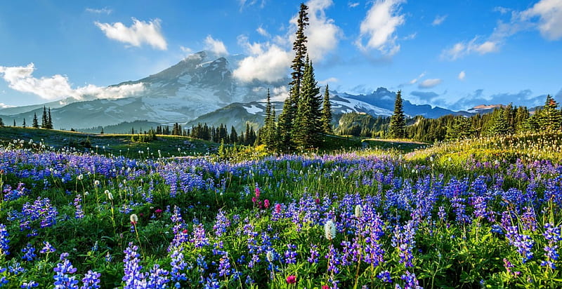 Mount Rainier NP, bonito, sky, snowy, mountain, national park, mount Rainier, peak, flowers, meadow, HD wallpaper