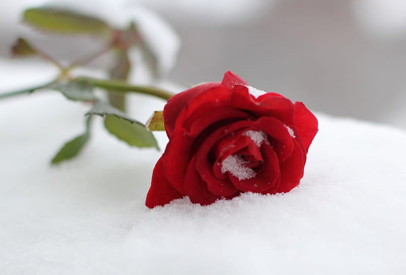 Rose in Snow, nature, rose, snow, winter, HD wallpaper | Peakpx