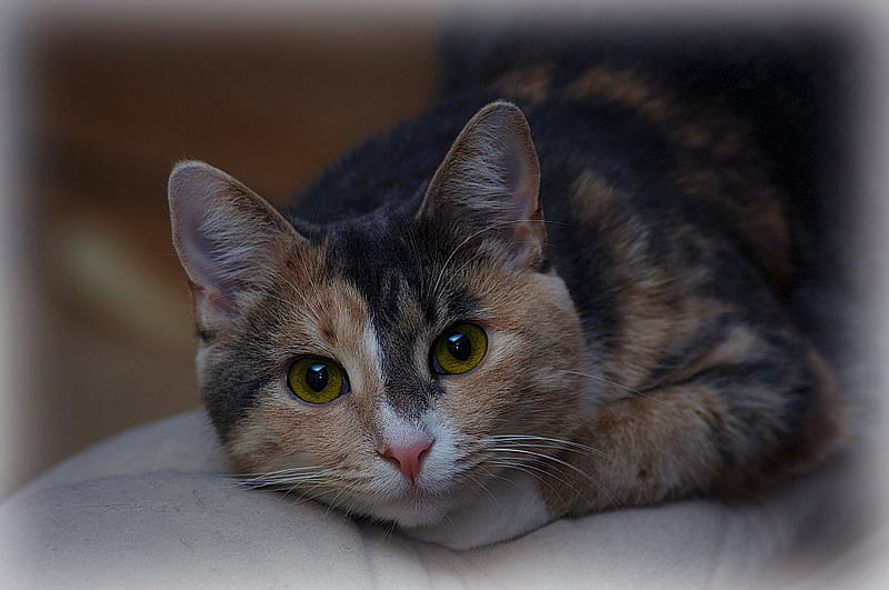 beautiful cat for shieldmaiden, black brown tiger, resting, bonito, cat, greeneyes, HD wallpaper
