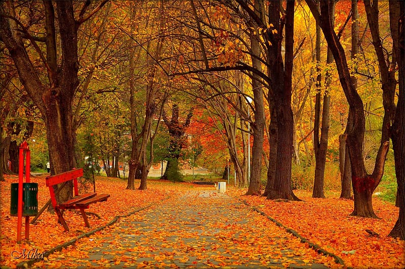Bench in autumn park, Park, Bench, Foliage, Trees, HD wallpaper | Peakpx