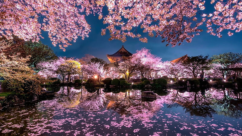 Spring evening, blossoms, water, reflections, cherry, park, HD wallpaper