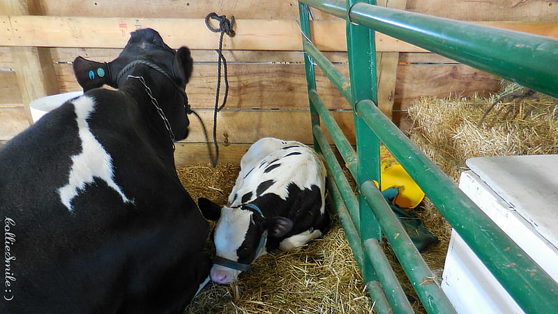 Mom & Her Baby at the County Fair, calf, baby calf, straw, Holstein, catt1e, mother cow, black, yellow, Holsteins, green, white, HD wallpaper