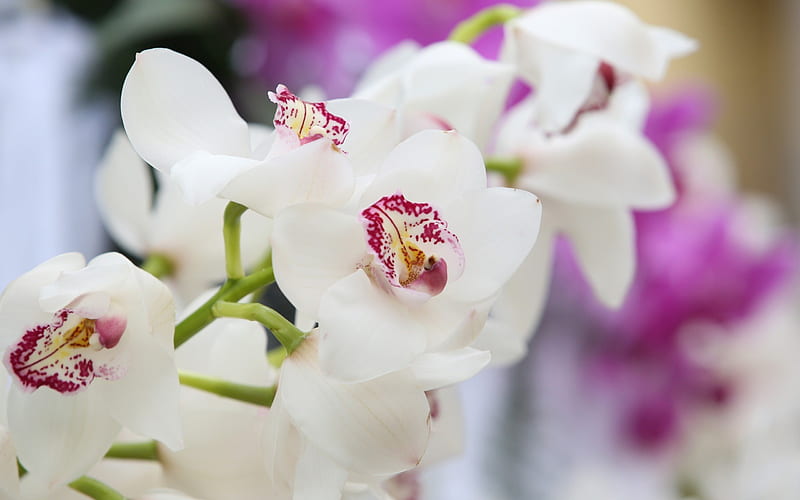 orchid, white orchid, orchid branch, beautiful flowers, white flowers, HD wallpaper