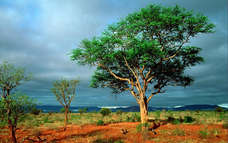 African Landscape-, HD wallpaper