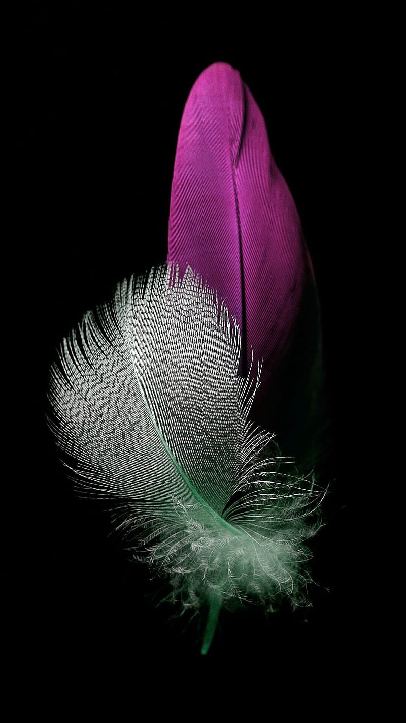 Birdies Feather , pen, HD phone wallpaper