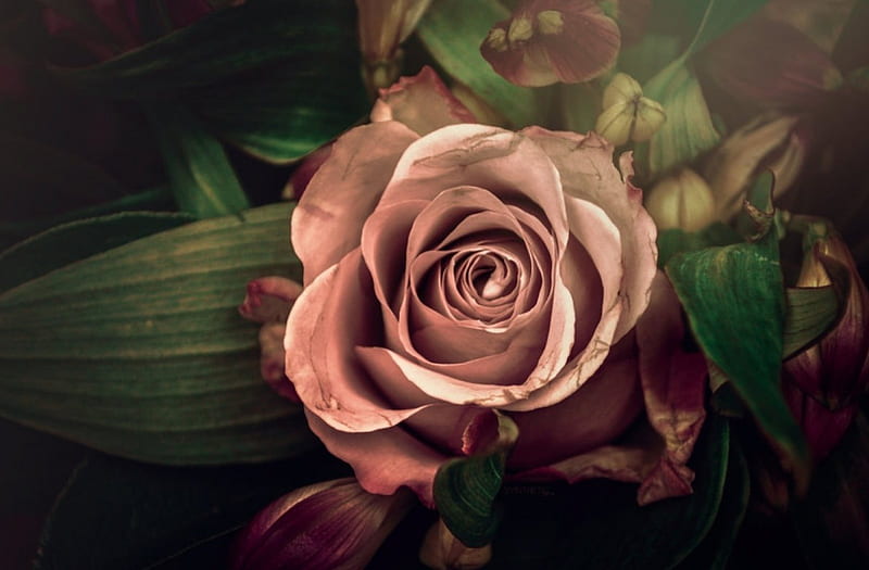 Pink Glamor, rose, flowers, nature, petals, pink, HD wallpaper | Peakpx