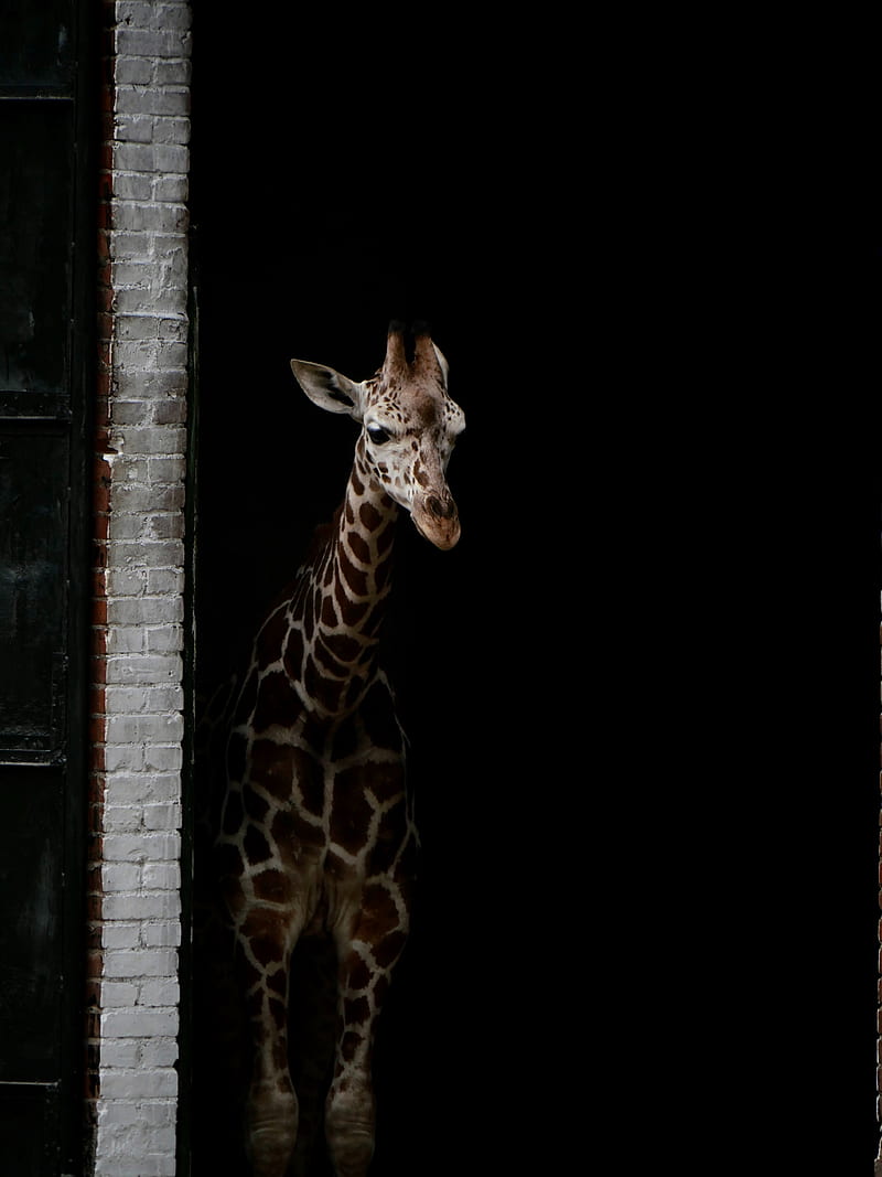 giraffe, animals, spots, dark, HD phone wallpaper
