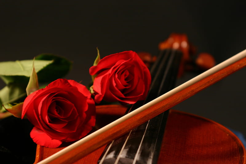 Music of love, red, violin, romantic, music, sentimental, bonito, roses, abstract, still life, graphy, love, flowers, beauty, popular, HD wallpaper