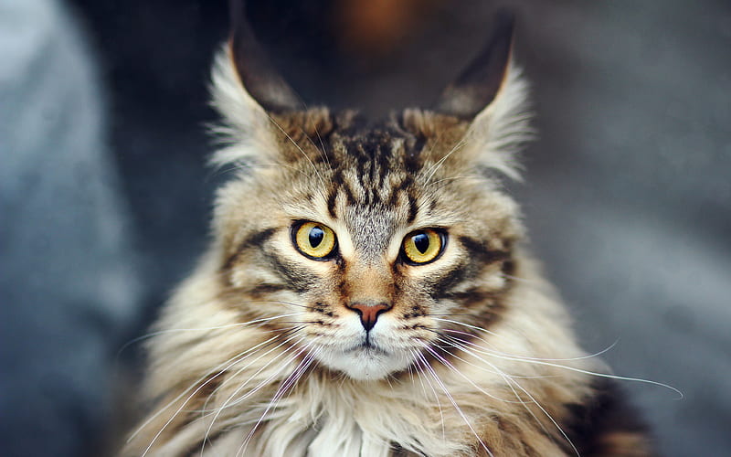 Maine Coon, fluffy cat, cat breeds, portrait long ears, pets, HD wallpaper