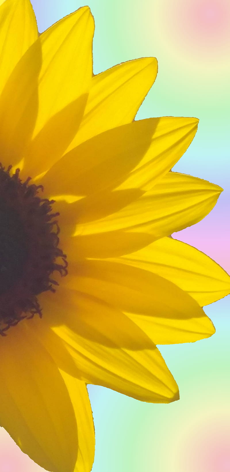 Girasol, flores, flor, amarillo, arco iris, Fondo de pantalla de teléfono  HD | Peakpx