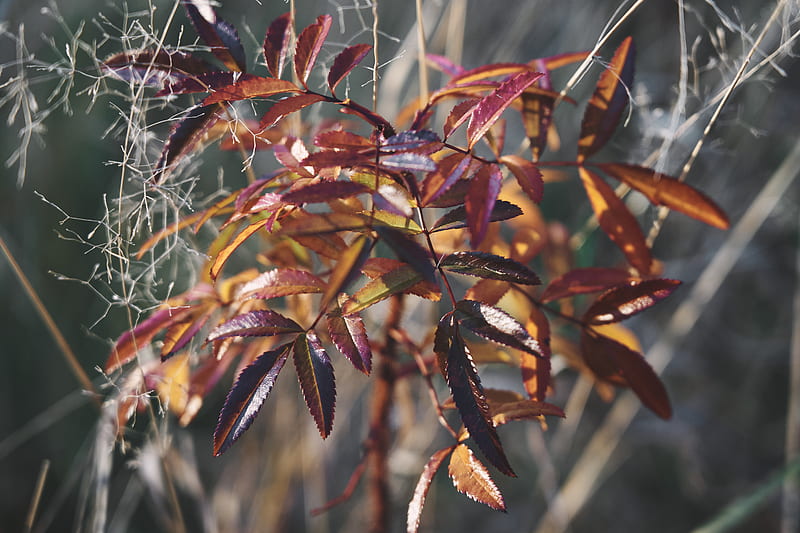 Red and green leaf plant, HD wallpaper | Peakpx