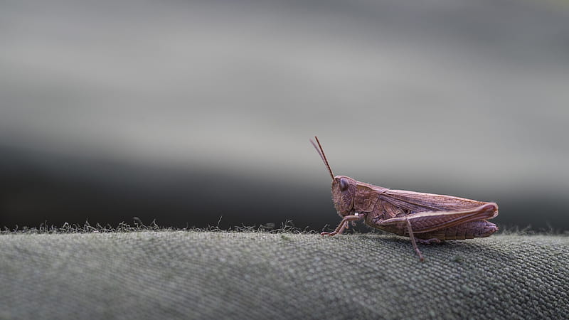 Pink grasshopper, grasshopper, greiere, gris, insect, pink, HD wallpaper