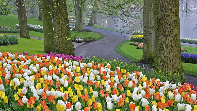 Flowers along the path, path, flowers, tree trunks, haze, HD wallpaper