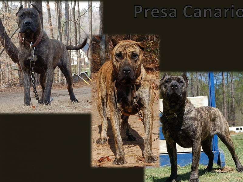 Pressa Canario, animals, dogs, HD wallpaper | Peakpx