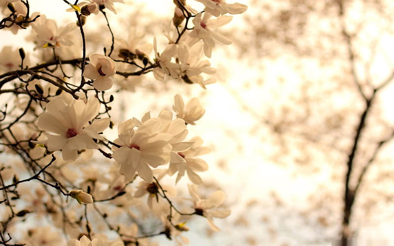 blooming magnolia tree-beauty spring, HD wallpaper