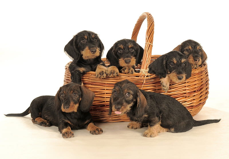 sausage dog basket