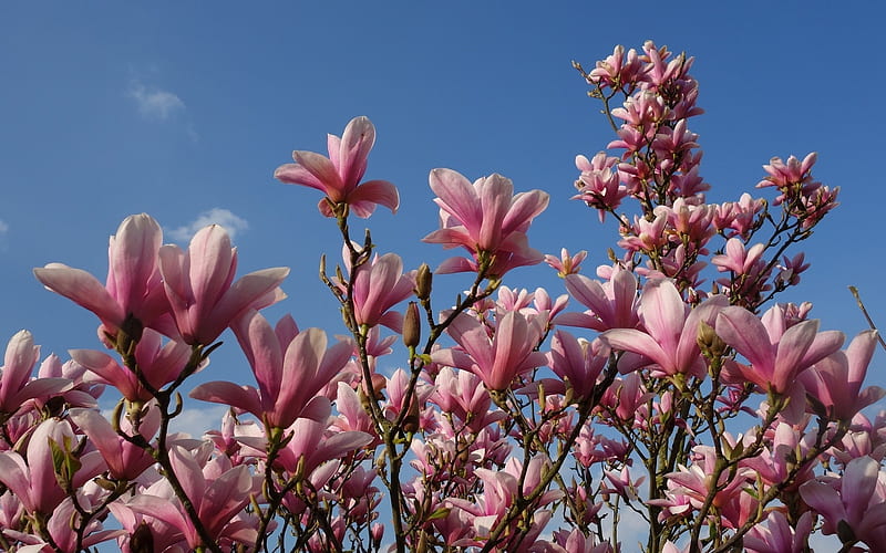 Magnolia, flowering tree, spring, pink, HD wallpaper