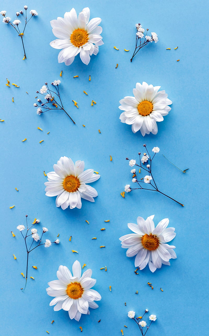 Daisy, blue, flower, fresh, spring, white, HD phone wallpaper