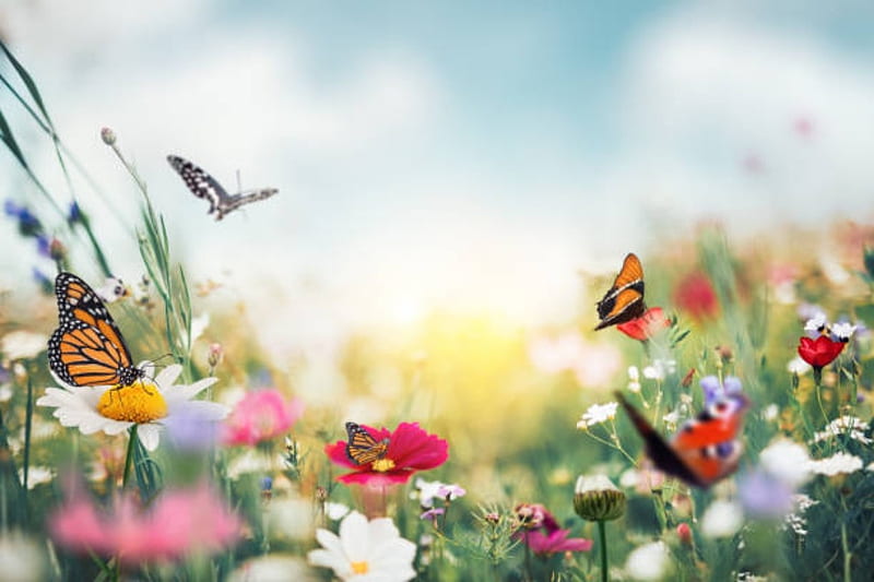 Spring meadow, Flower bed, Butterflies, Wildflowers, Sky, HD wallpaper