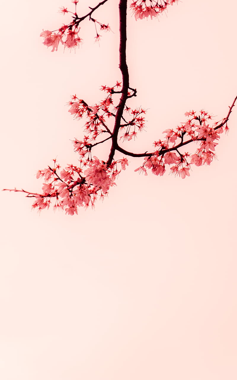 Sakura, flowers, branches, minimalism, HD phone wallpaper | Peakpx
