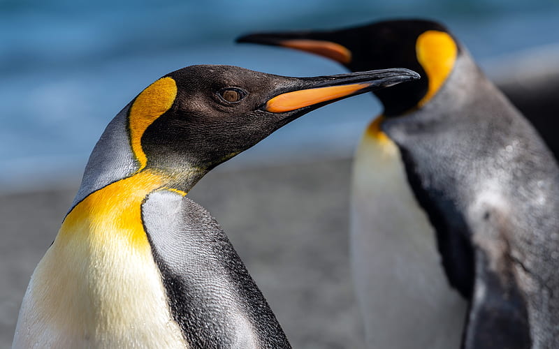 Antarctic Continent Animals Emperor Penguins Closeup, HD wallpaper