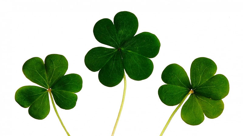 Good Luck!, green, clover, trio, white, luck, leaf, HD wallpaper