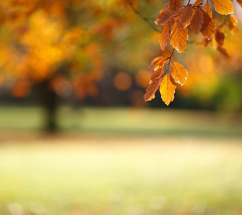 AUTUMN, blur, leaf, leaves, orange, tree, HD wallpaper | Peakpx