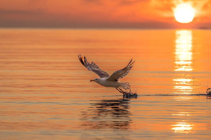 seagull, bird, flight, sea, sunset, HD wallpaper