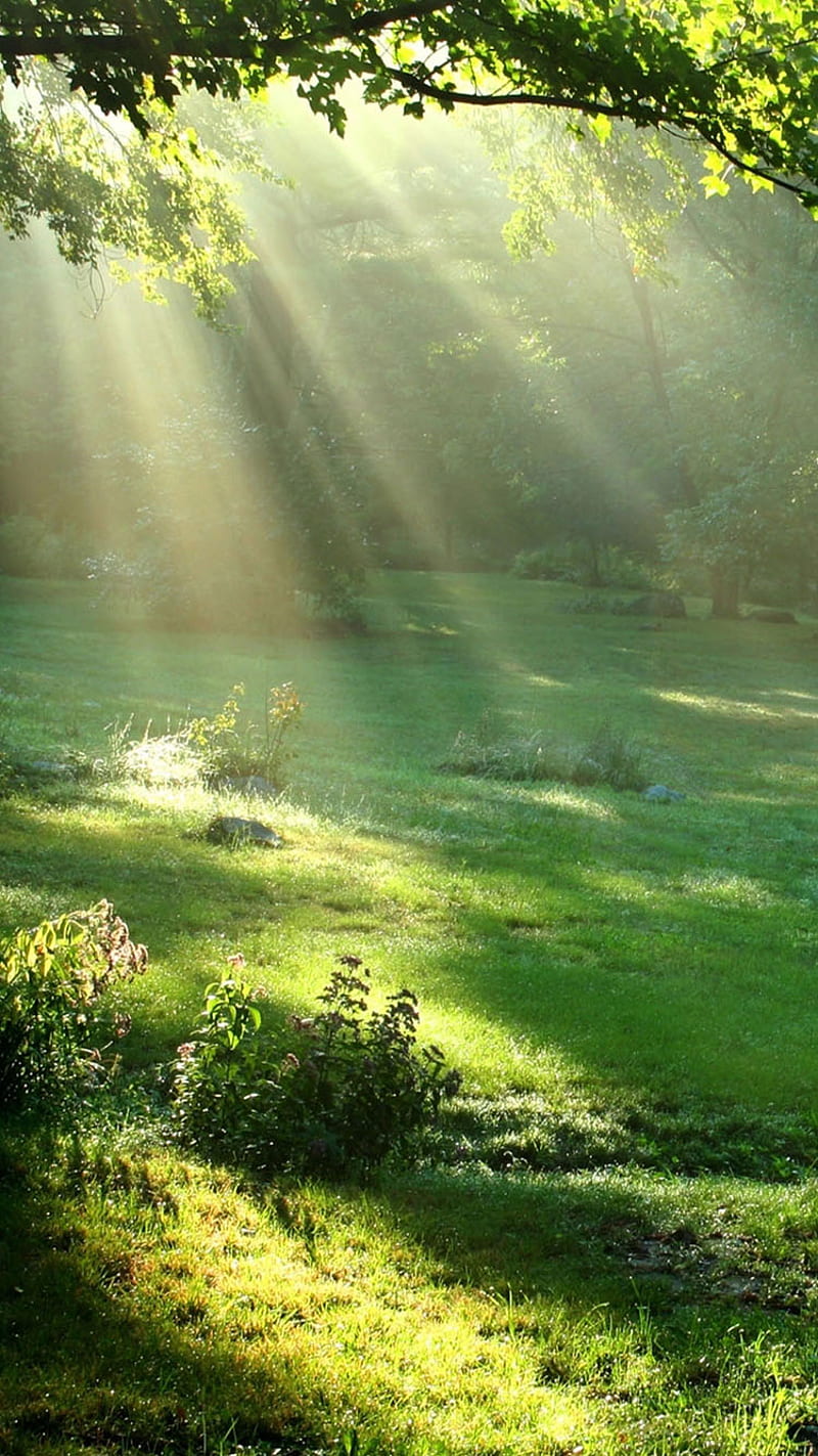 Rays, sun, HD phone wallpaper | Peakpx