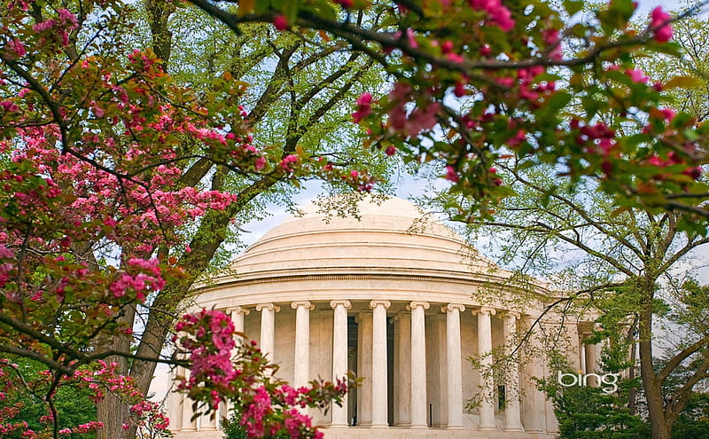 Cherry blossoms frame the Jefferson Memorial in Washington D.C, Cherry, Frame, Memorial, The, Jefferson, Blssoms, HD wallpaper
