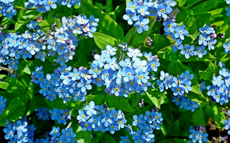 Nomeolvides, verano, flores, azul, Fondo de pantalla HD | Peakpx