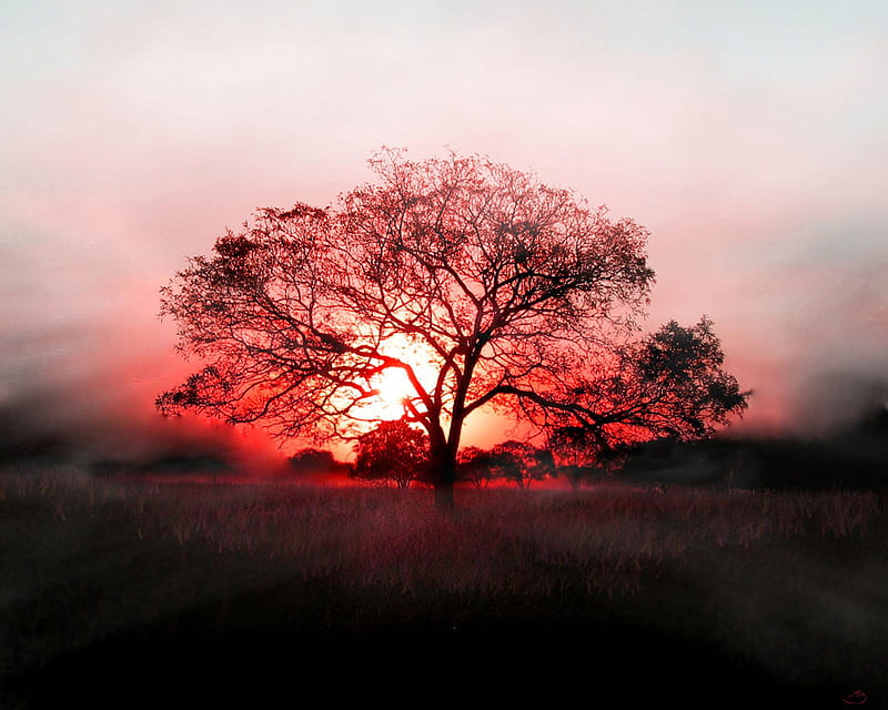 Red Eve, nature, tree, HD wallpaper