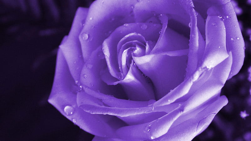 Closeup View Of Rose Water Drops Purple, HD wallpaper