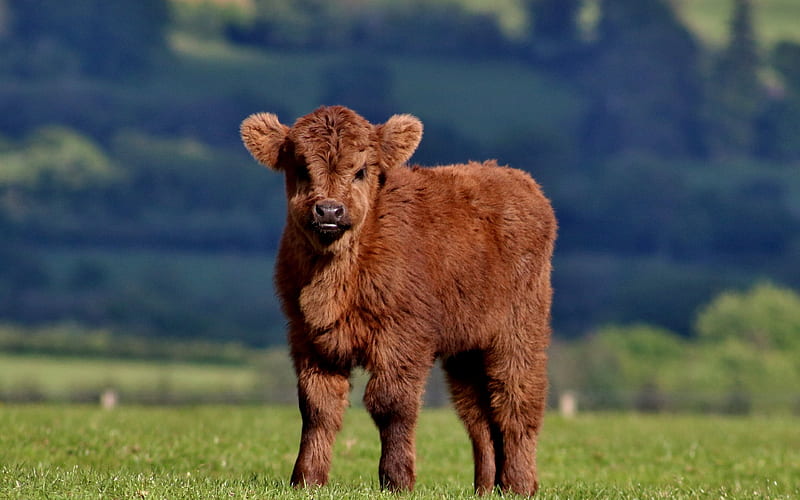 calf meadow, cows, funny animals, HD wallpaper