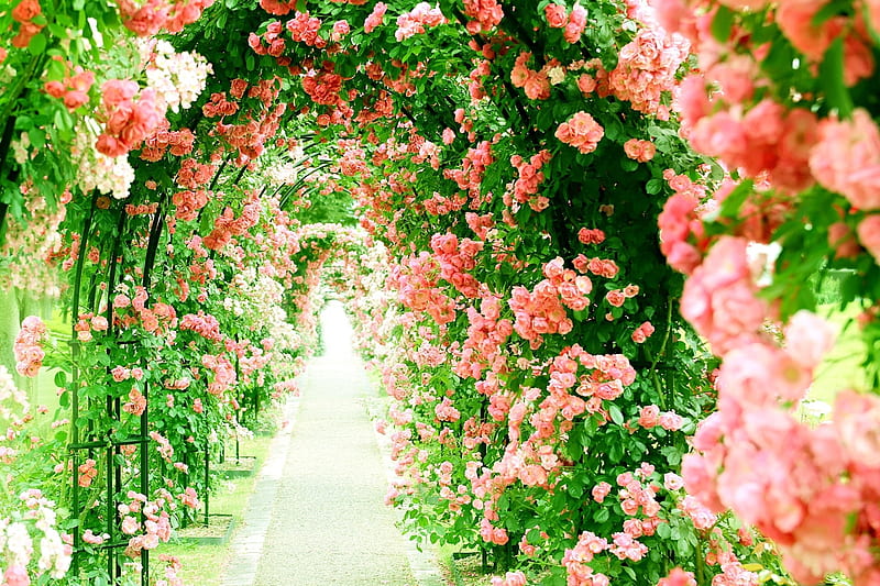 Rose Arbor Path, Roses, Flowers, Paths, Nature, HD wallpaper