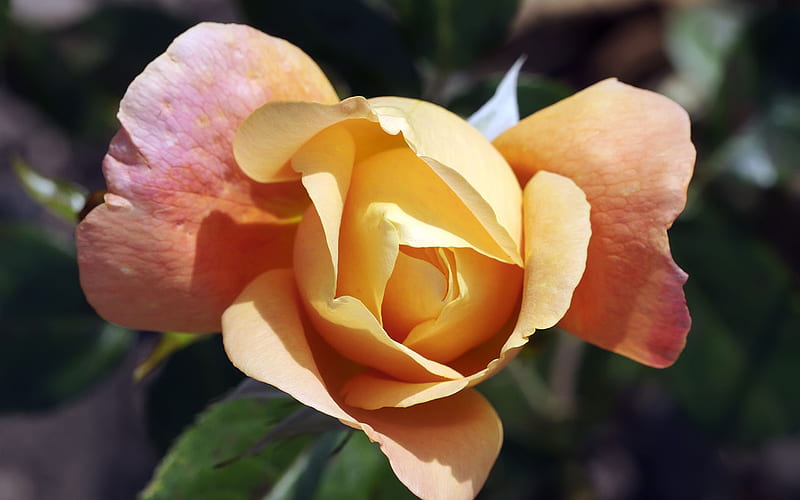 Pink-Yellow Rose, colorful, perennials, exquisite, rose, plants, flowers, bonito, delicate, HD wallpaper