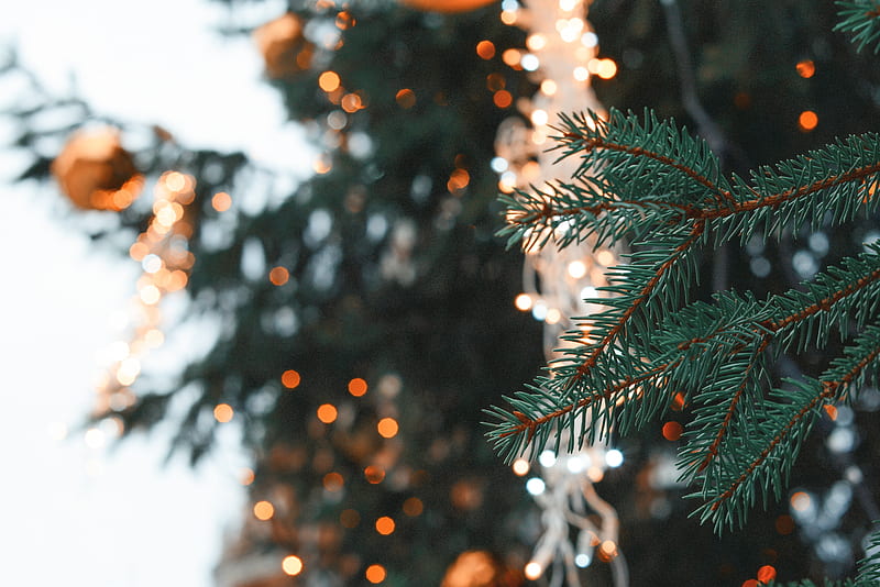 spruce, branch, needles, christmas, new year, glare, HD wallpaper