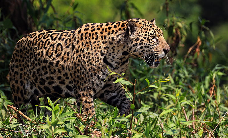 Cats, Leopard, Big Cat, Wildlife, predator (Animal), HD wallpaper | Peakpx