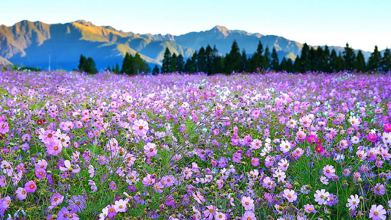 Spring Flower Carpet, mountains, flowers, spring, cosmos, nature, trees, field, HD wallpaper