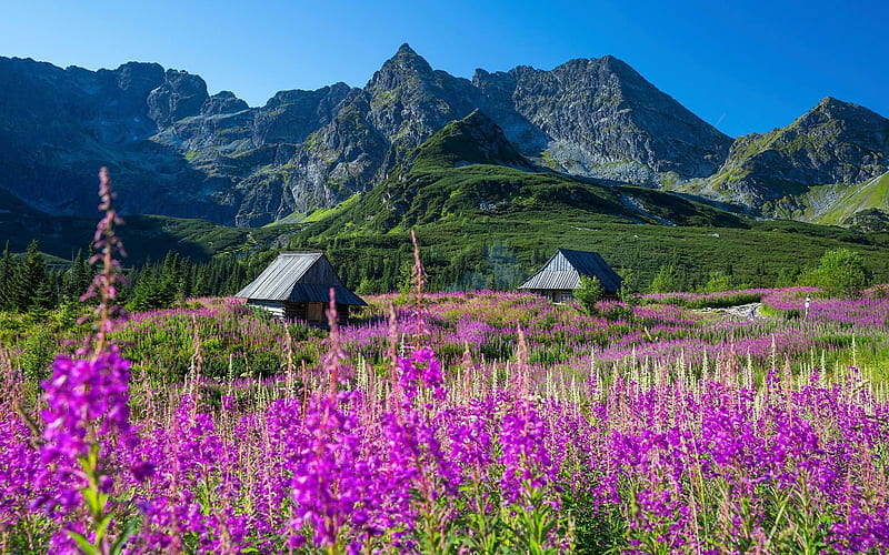 Tatry, Poland, huts, mountains, Poland, flowers, Tatry, HD wallpaper