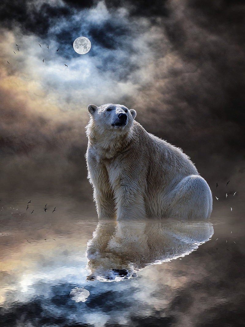 Polar Bear, art, background, bears, fantasy, white, HD phone wallpaper