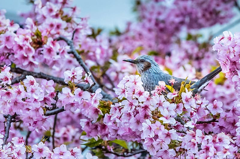 Nature, Birds, Flower, Bird, Branch, Animal, Spring, Blossom, Pink Flower, Passerine, Treecreeper, HD wallpaper