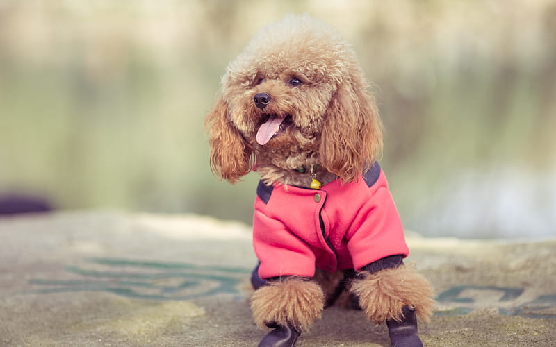poodle, small curly dog, puppy, suit for dogs, cute animals, brown poodle, HD wallpaper