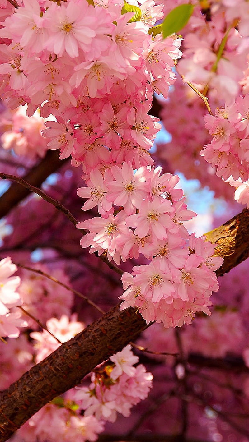 Cherry Blossom, nature, pink, HD phone wallpaper