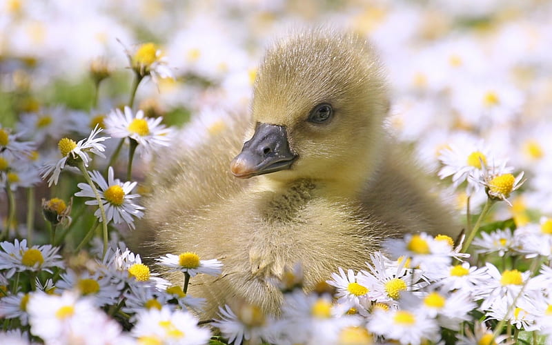 Baby Duckling in Daisies, Baby, Animal, Flowers, Duck, HD wallpaper