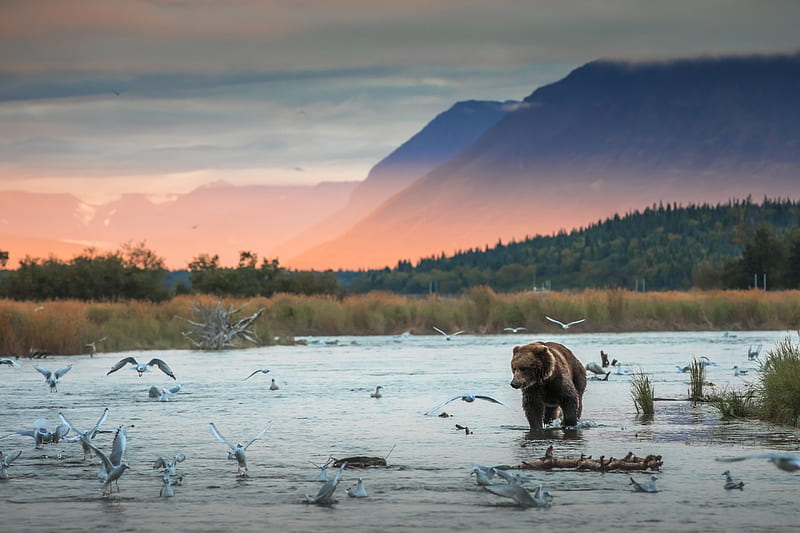 Bears, Bear, River, Wildlife, predator (Animal), HD wallpaper