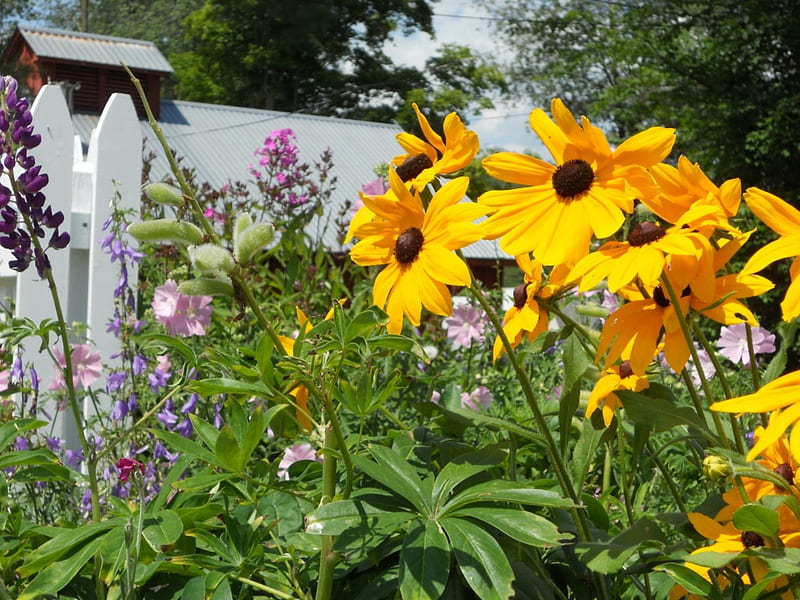 Coneflower, fence, leaves, plant, summer, blossoms, yellow, garden, petals, HD wallpaper